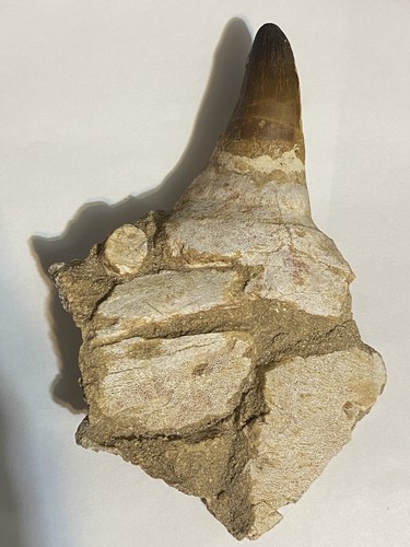 Mosasaur jaw with - mosasaur,