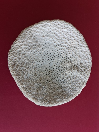 Rare squelette corail - squelette, de