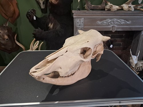 Crâne vache cow skull - crâne, de