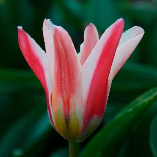 Tulipa fosteriana emperor - tulipa, 'emperor