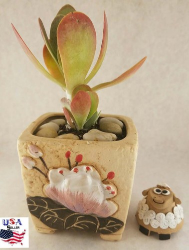 Succulent plant flower ceramic - succulent,