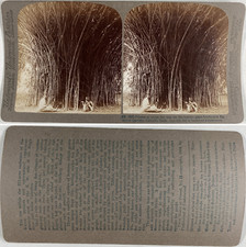 Inde, Jardin Botanique de Calcutta, hommes au pied de chutes de bambou, Vintage 