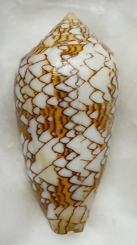 Conus textile - conus, (cylinder)