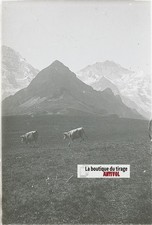 Vaches, Alpes Suisse, stéréo photo plaque verre, noir & blanc, 9x12 cm