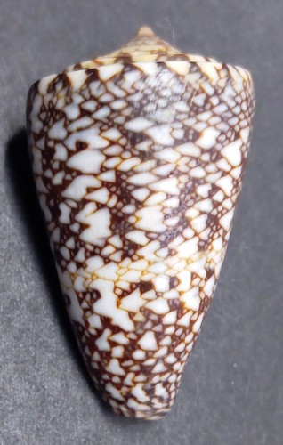 Conus locumtenens - conus, (leptoconus)