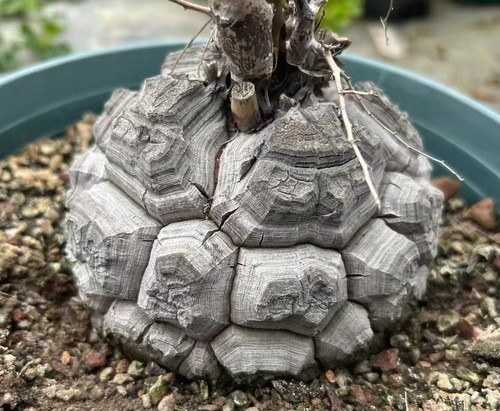 Rare plant cacti dioscorea - cacti,
