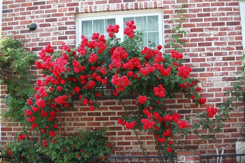 Graines rosier grimpant - graines,
