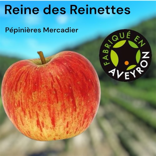 Pommier reine des reinettes - reine,