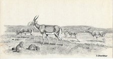 Joseph OBERTHUR Antilopes