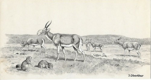 Joseph oberthur antilopes - joseph,