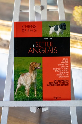 Setter anglais guido - le,