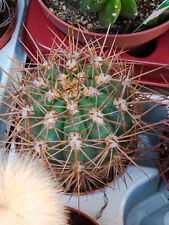 Cactus Melocactus Sp Plante Succulente Avec Racine Pot Ø 8 CM