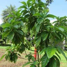 Persea americana – Avocatier commun