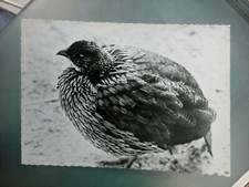 CPM CPSM CARTE POSTALE