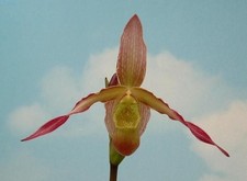 Phragmipedium Faust’s