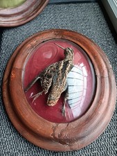 Becasse Des Bois d'oiseaux