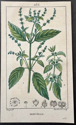 Flore médicale mercuriale - flore,