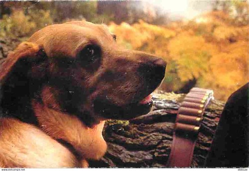 Carte postale animaux - postale,