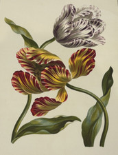 Les Tulipes – Fleur &