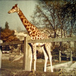 Film animaux d afrique - mm:,