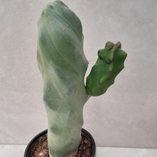 Lophocereus Pachycereus