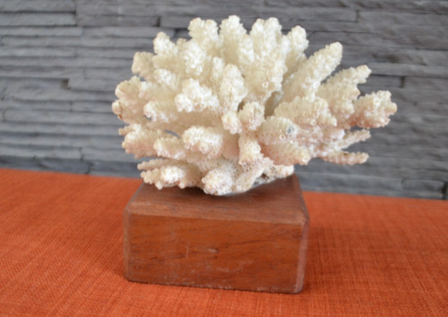 Corail blanc sur socle bois