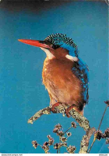 Carte postale animaux - carte,
