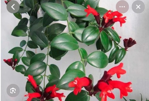Aeschynanthus mona lisa - mona,