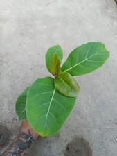 Ficus lutea - 1 Plant - Rare -