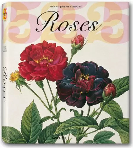 Redouté rosen barbara - redouté,,