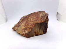 Superbe bois fossilisé, une face polie