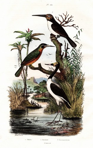 Jabiru jacamar oiseaux - jacamar,