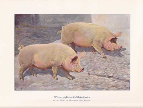 Porcs pur sang anglais - porcs,