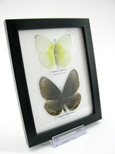 2 vrais beaux papillons d'élevage soignés dans la vitrine - murale - A-02-h-21