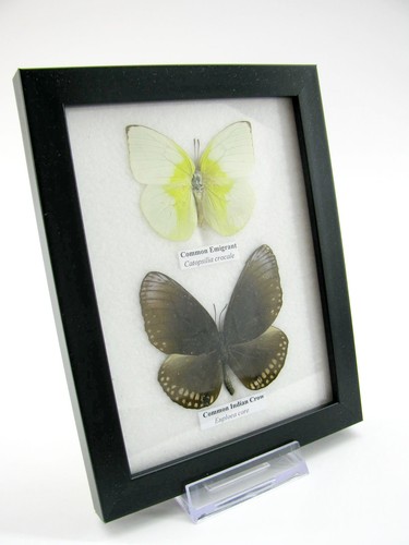 Vrais beaux papillons - 2,