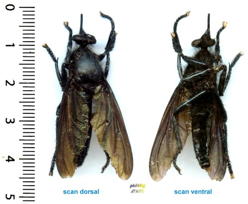 Diptera - diptera,