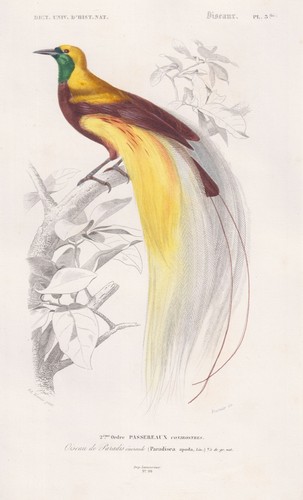 Paradisaea apoda oiseau - apoda, de