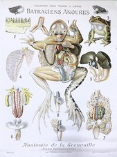 LITHO ORIGINALE Anatomie Grenouille CABINET CURIOSITÉ COLLECTION PERRIER CÉPÈDE