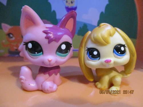 Petshop duo chat persan - chat,