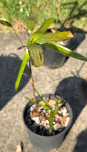 Rhapis laoensis true - rhapis,