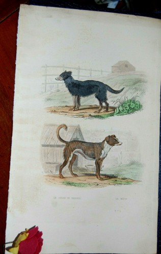 Gravure ixème animaux - gravure,, ixème,animaux
