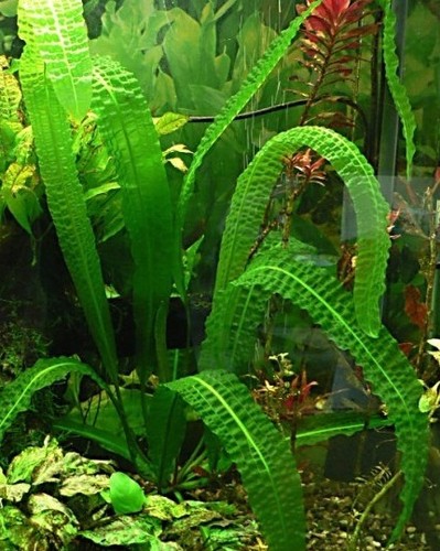 Aponogeton boivinianus tres - aponogeton,