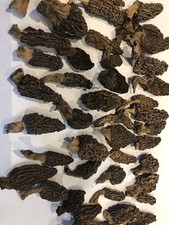 morilles séchées 500 gr