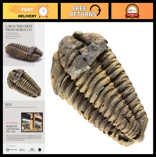 Large calymene trilobite - large,