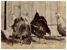 Ottomar Anschutz, Étude d'Animaux, Dindes vintage albumen print Tirage al