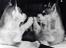 Photo de presse vintage