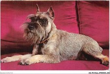 AILP8-0815 - CHIEN - schnauzer nain
