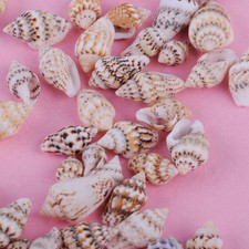 100 Conque Nature Conches De