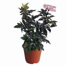 Sambucus nigra 'Black Tower' - Sureau pourpre colonnaire