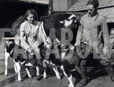 Photo de presse vintage Animaux, Vache Hollandais Avec I Veaux, 1953, tirage